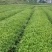 黄观音茶树苗福建福安茶苗绿茶白茶厂家批发