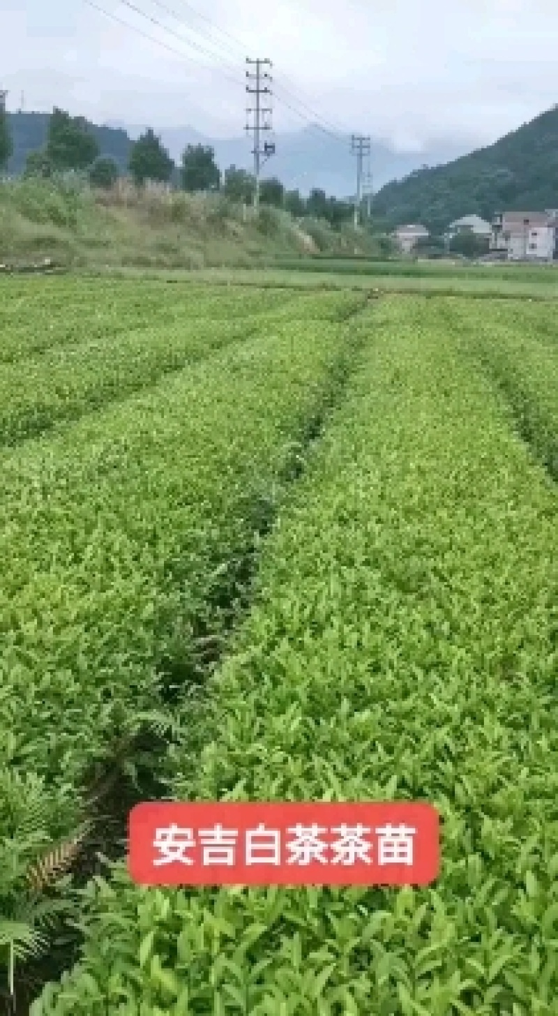 黄观音茶树苗福建福安茶苗绿茶白茶厂家批发