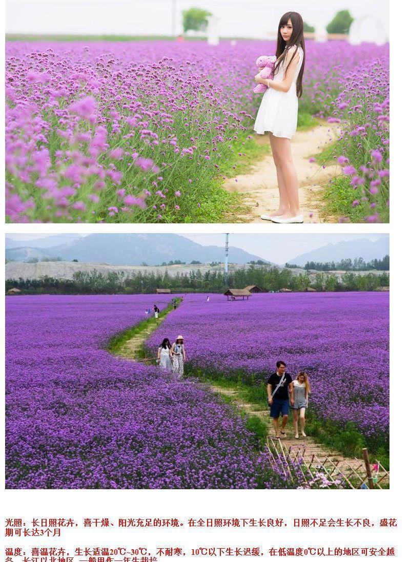 柳叶马鞭草种子多年生宿根草花种子景观绿化花海婚纱摄影观花