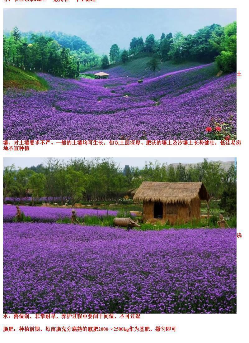 柳叶马鞭草种子多年生宿根草花种子景观绿化花海婚纱摄影观花