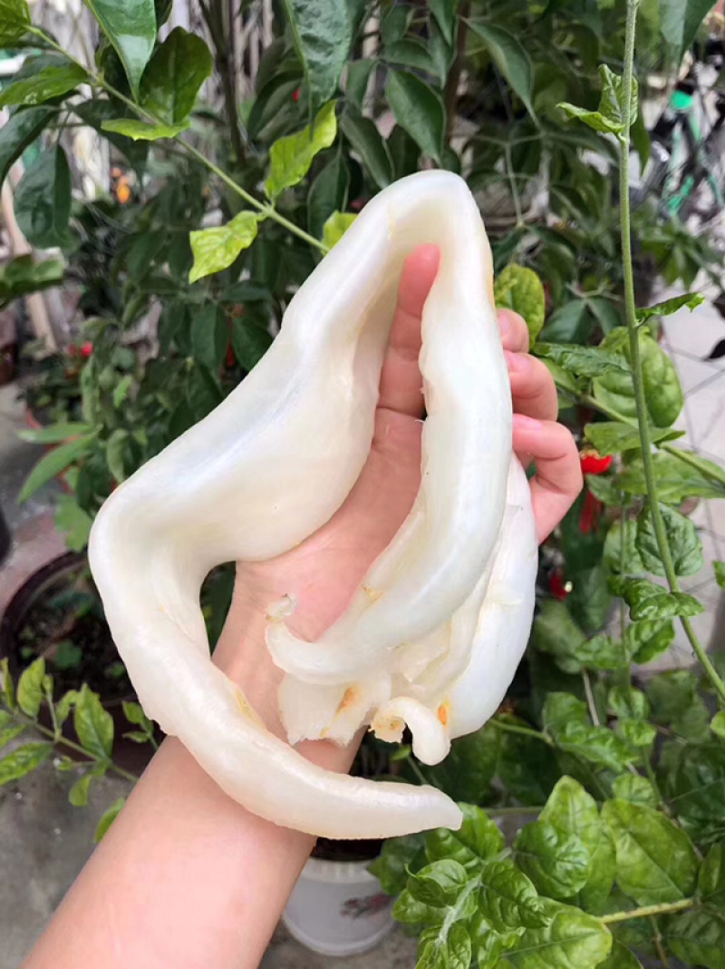 花胶鱼胶漂亮阴阳鱼肚深海鱼胶干货原产地域无添加妇女月子胶