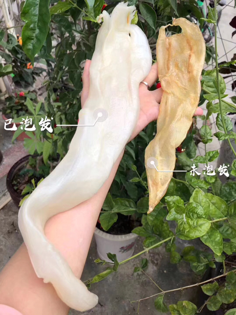 花胶鱼胶漂亮阴阳鱼肚深海鱼胶干货原产地域无添加妇女月子胶