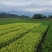 迎霜茶树苗观音绿茶南方种植龙井苗早茶苗福建苗圃直销