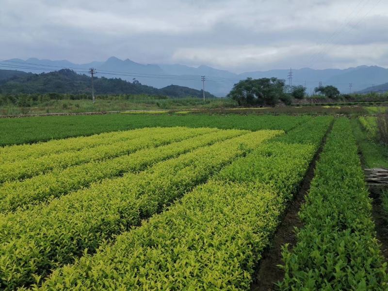 迎霜茶树苗观音绿茶南方种植龙井苗早茶苗福建苗圃直销