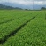 迎霜茶树苗观音绿茶南方种植龙井苗早茶苗福建苗圃直销