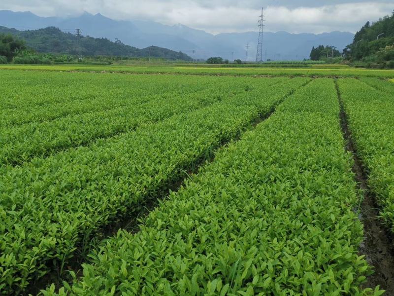 迎霜茶树苗观音绿茶南方种植龙井苗早茶苗福建苗圃直销