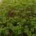 大苗硬骨凌霄花苗盆栽植物南非凌霄花室内庭院易好活四季开花