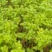大苗硬骨凌霄花苗盆栽植物南非凌霄花室内庭院易好活四季开花