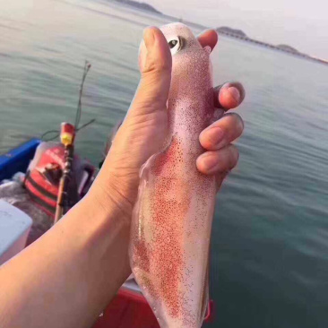 批发北部湾新鲜靓鱿鱼钓口鱿鱼水管鱿活体新鲜鱿鱼
