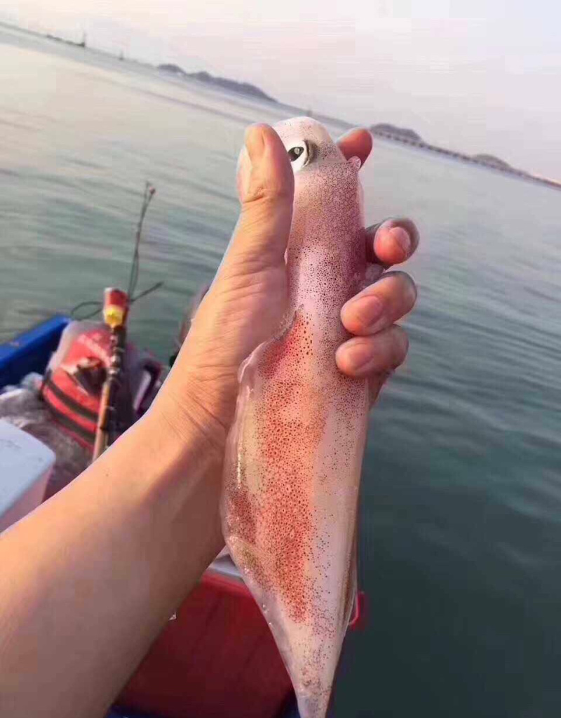 批发北部湾新鲜靓鱿鱼钓口鱿鱼水管鱿活体新鲜鱿鱼