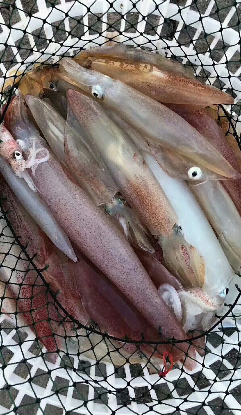 批发北部湾新鲜靓鱿鱼钓口鱿鱼水管鱿活体新鲜鱿鱼