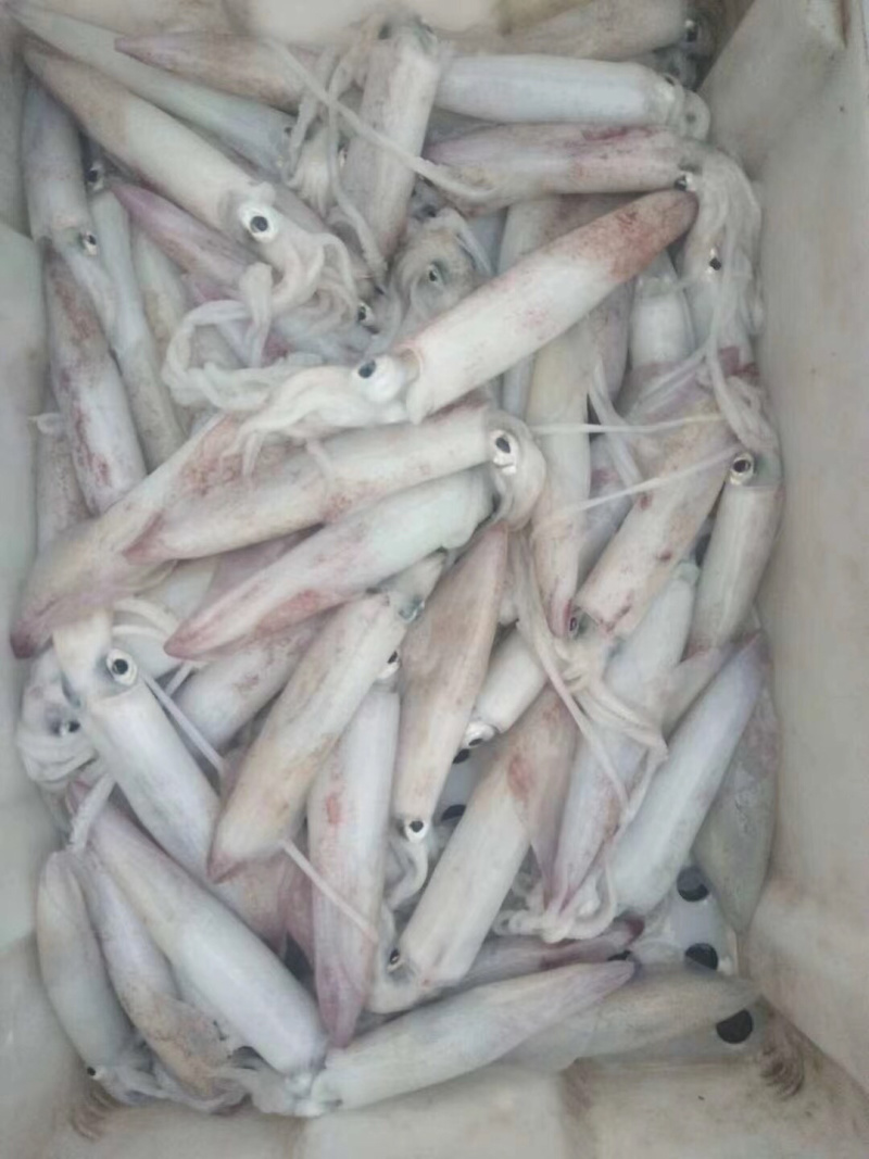 批发北部湾新鲜靓鱿鱼钓口鱿鱼水管鱿活体新鲜鱿鱼