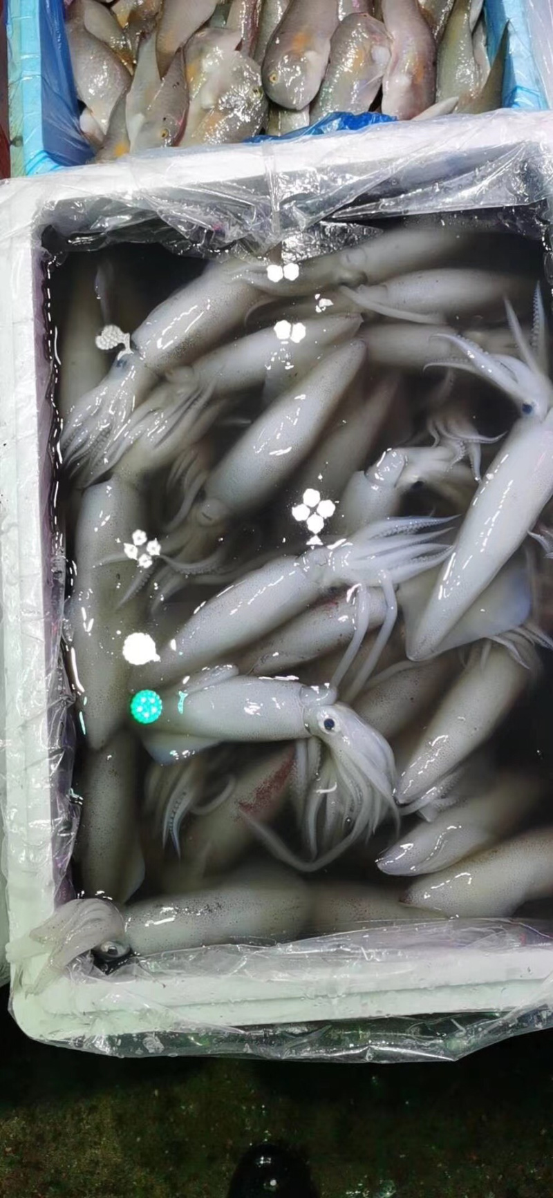 批发北部湾新鲜靓鱿鱼钓口鱿鱼水管鱿活体新鲜鱿鱼