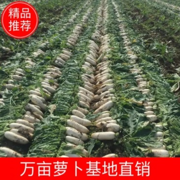 精选白萝卜，精品亮货3排4排可以做各种包装，产地直发