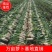 精选白萝卜，精品亮货3排4排可以做各种包装，产地直发