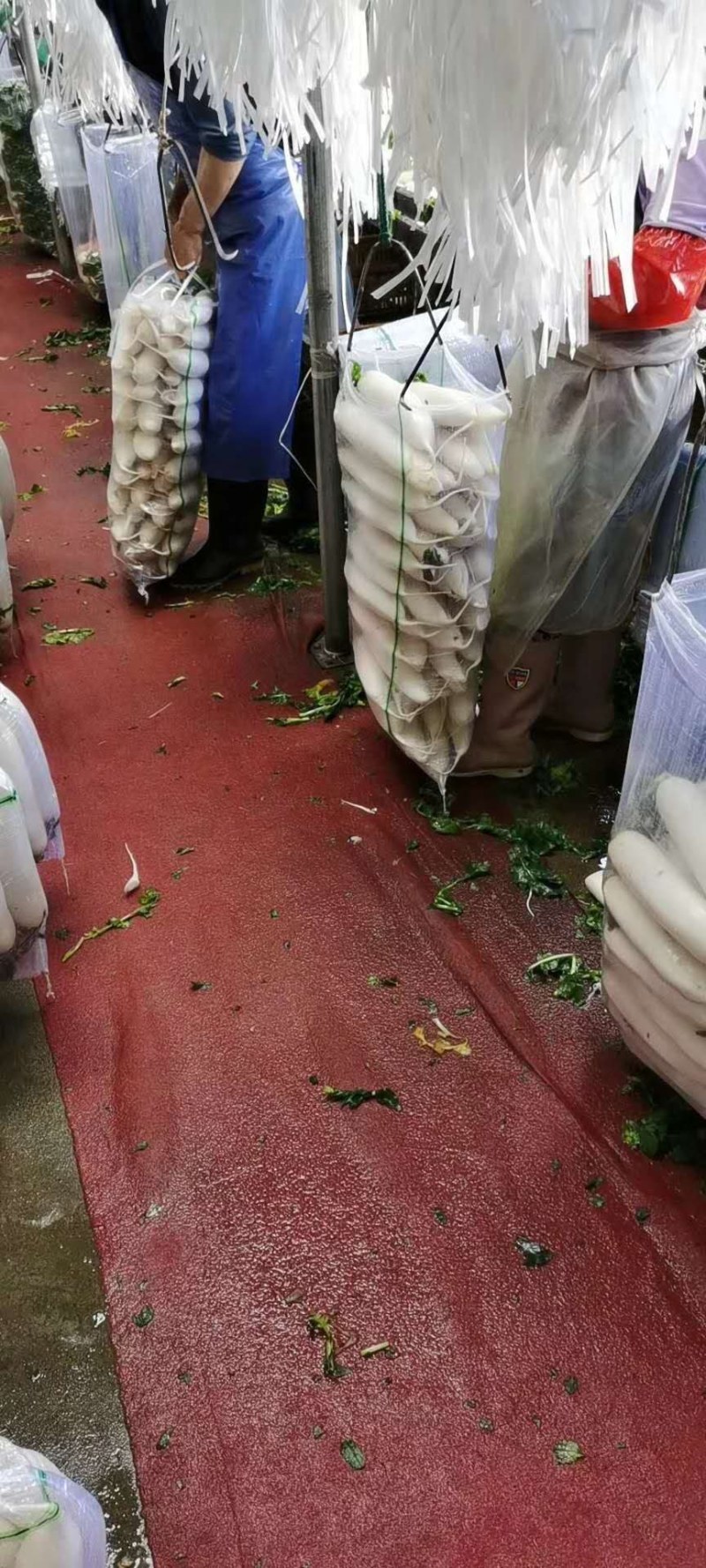 精选白萝卜，精品亮货3排4排可以做各种包装，产地直发