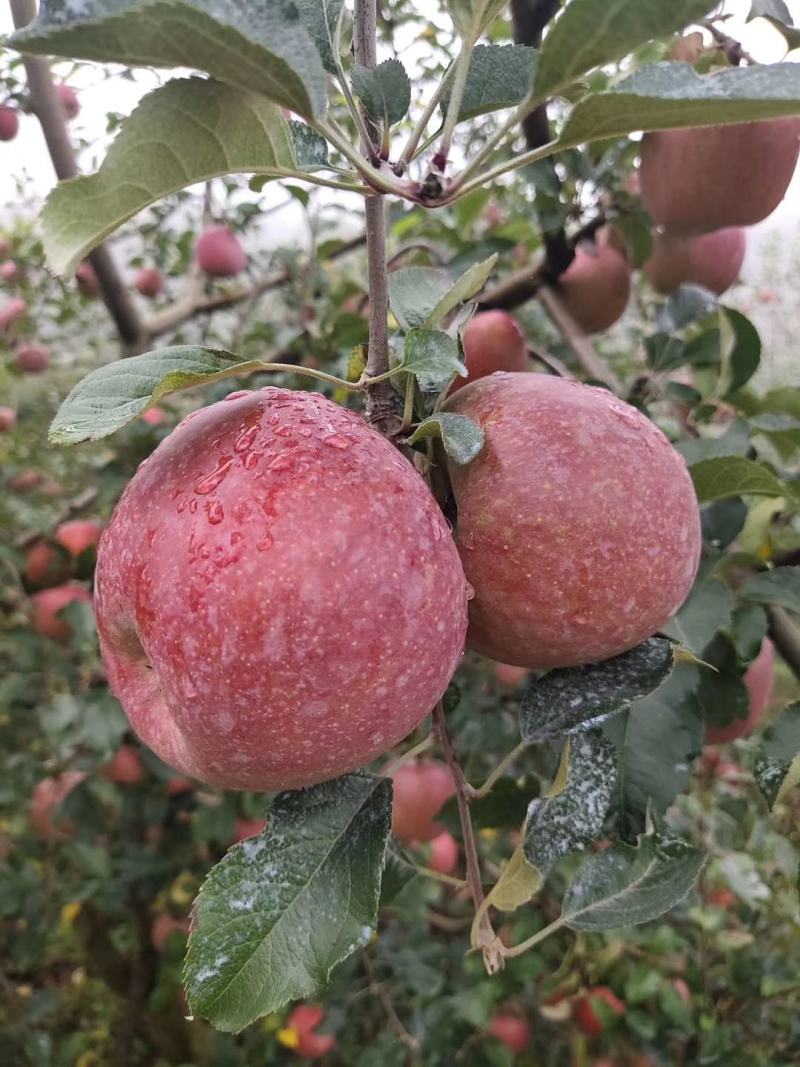 汉源青红苹果大量上市需要的联系我