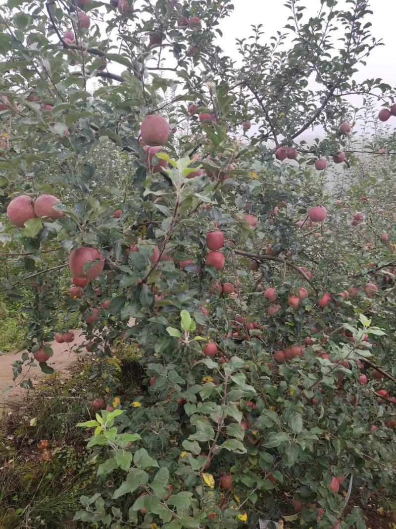 汉源青红苹果大量上市需要的联系我
