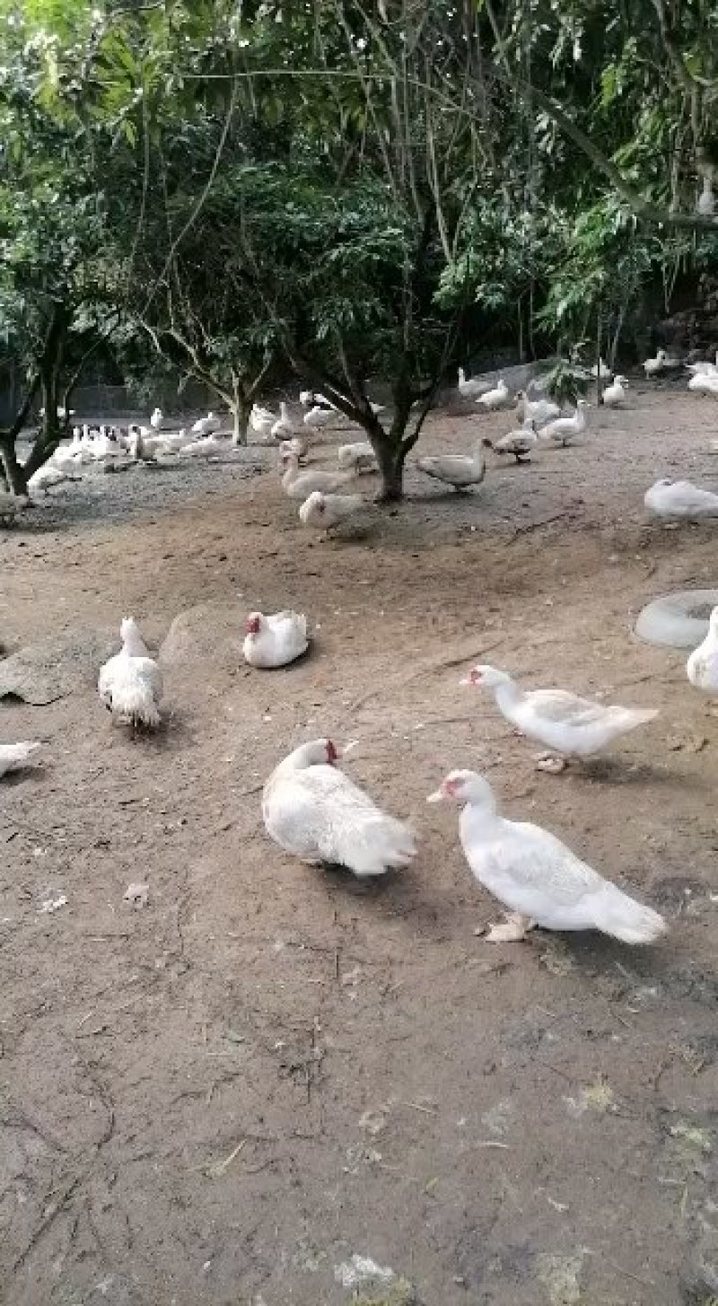 淘汰蛋鸭淘汰老番鸭，，黑翻鸭淘汰