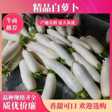 精品白萝卜，产地直发，可供市场超市，加工厂，出口，长期发
