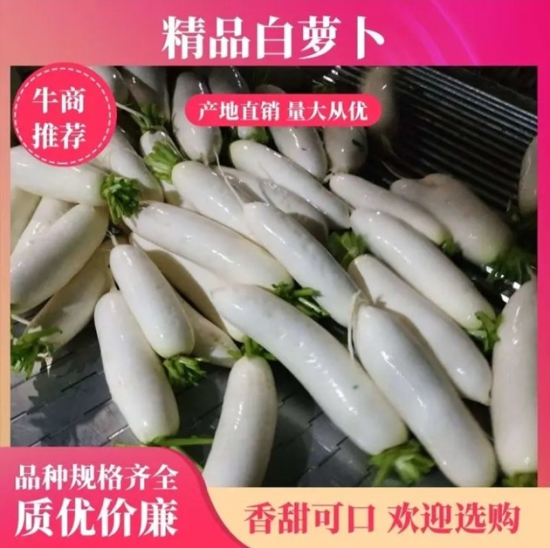 精品白萝卜，产地直发，可供市场超市，加工厂，出口，长期发