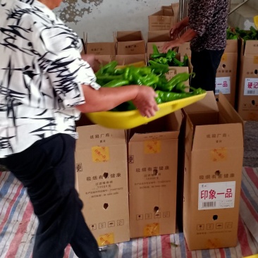 辣椒向前蔬果基地种植