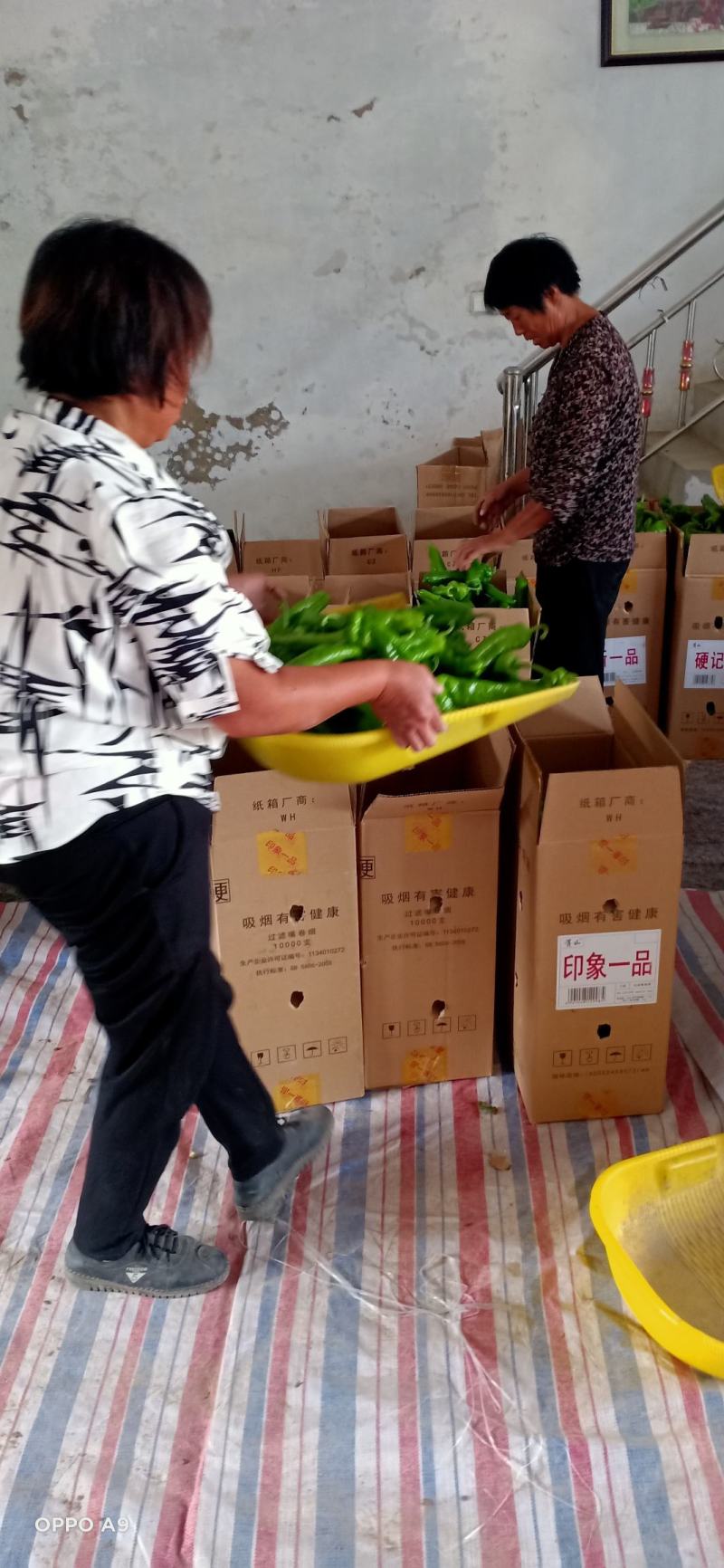 辣椒向前蔬果基地种植