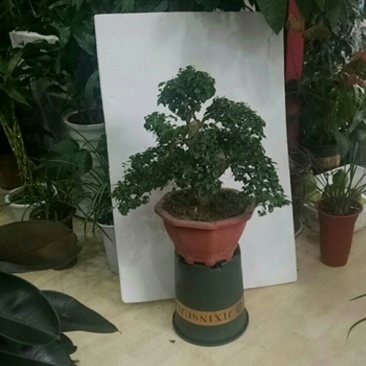基地种植：女桢造型盆景