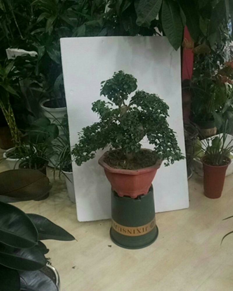 基地种植：女桢造型盆景