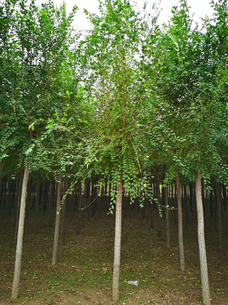 8公分榆树白榆平头榆树苗圃直发技术支持