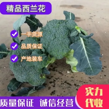 精品绿江南，亚非西兰花0.8--1.2斤，产地直供配货