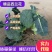 精品绿江南，亚非西兰花0.8--1.2斤，产地直供配货