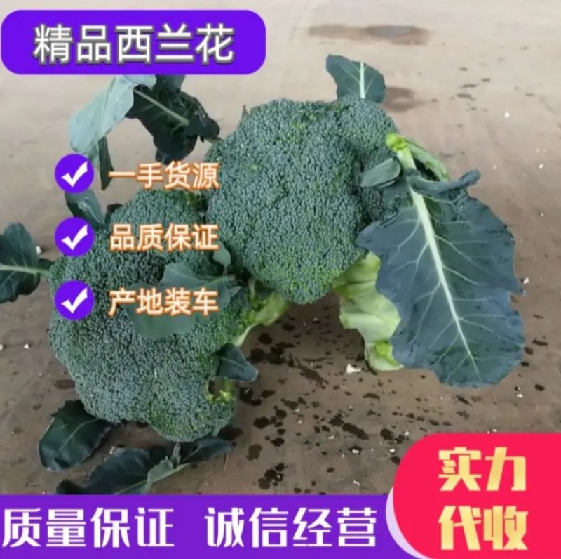 精品绿江南，亚非西兰花0.8--1.2斤，产地直供配货
