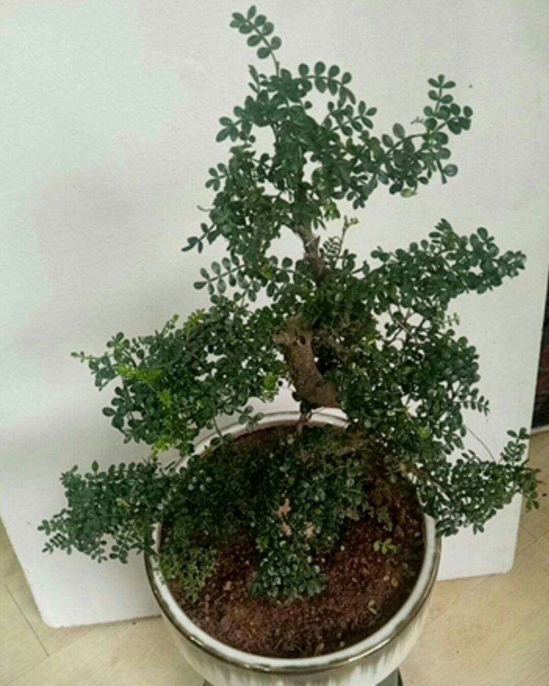 基地种植，清香木造型盆景