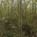 柳树直柳竹柳旱柳苗圃金蝉养殖树行道树农村绿化树