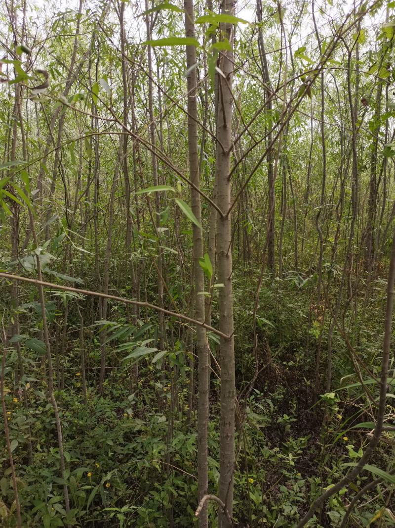 柳树直柳竹柳旱柳苗圃金蝉养殖树行道树农村绿化树
