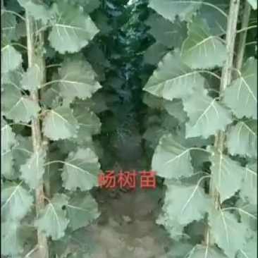 107杨树苗基地各种规格出售