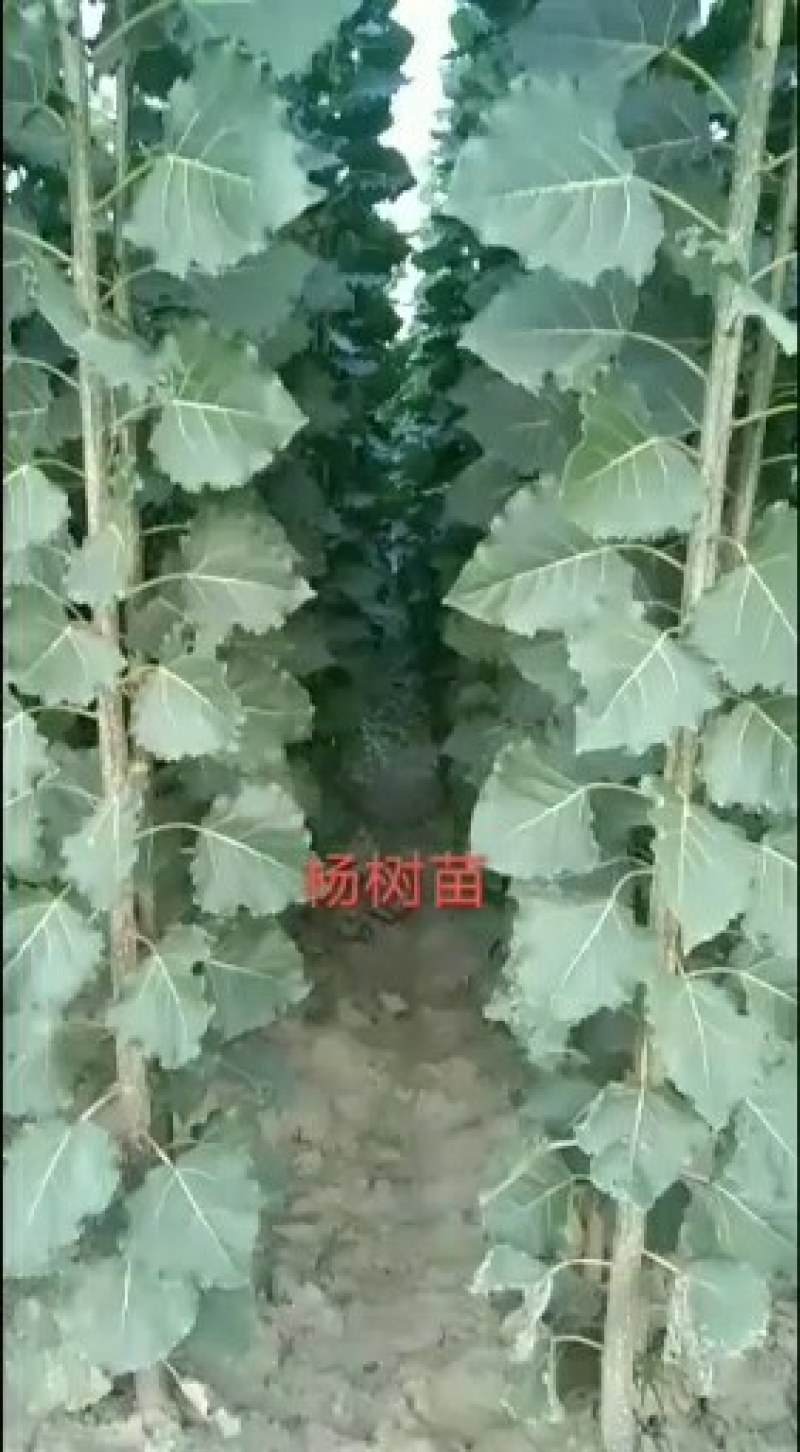 107杨树苗基地各种规格出售
