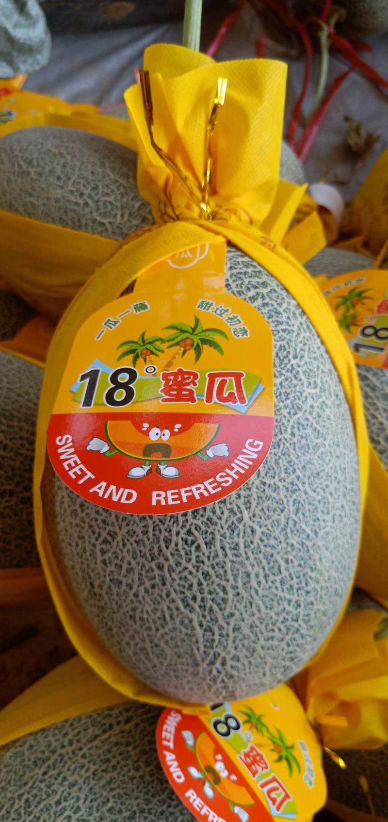 海南哈密瓜晓蜜25号，大量供应承接市场和电商实力代办
