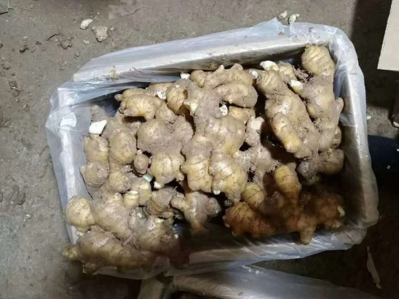 产地直销生姜鲜姜大量上市，一手货源，保质保量包产量