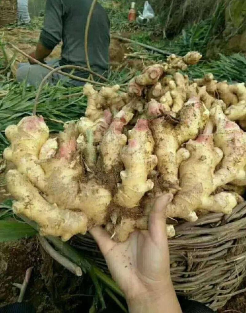 产地直销生姜鲜姜大量上市，一手货源，保质保量包产量