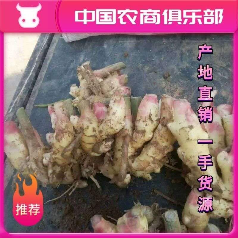 产地直销生姜鲜姜大量上市，一手货源，保质保量包产量