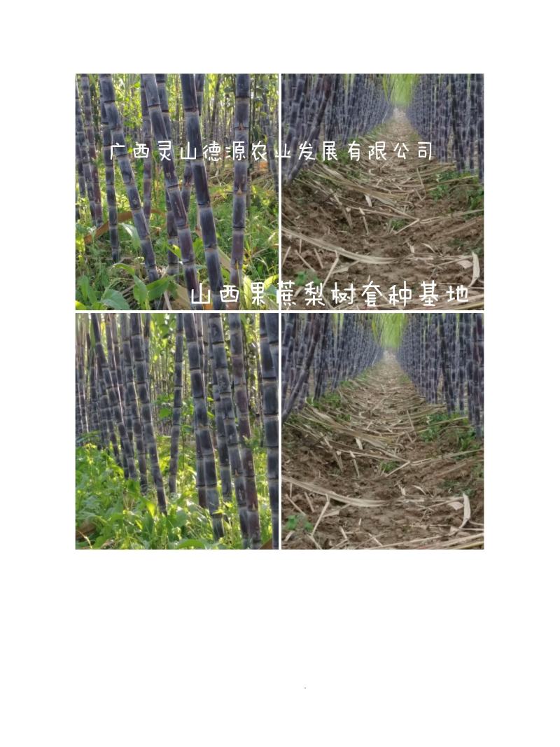 精品甘蔗，产地直供，上车价，公司不收代办费，2.2米左右