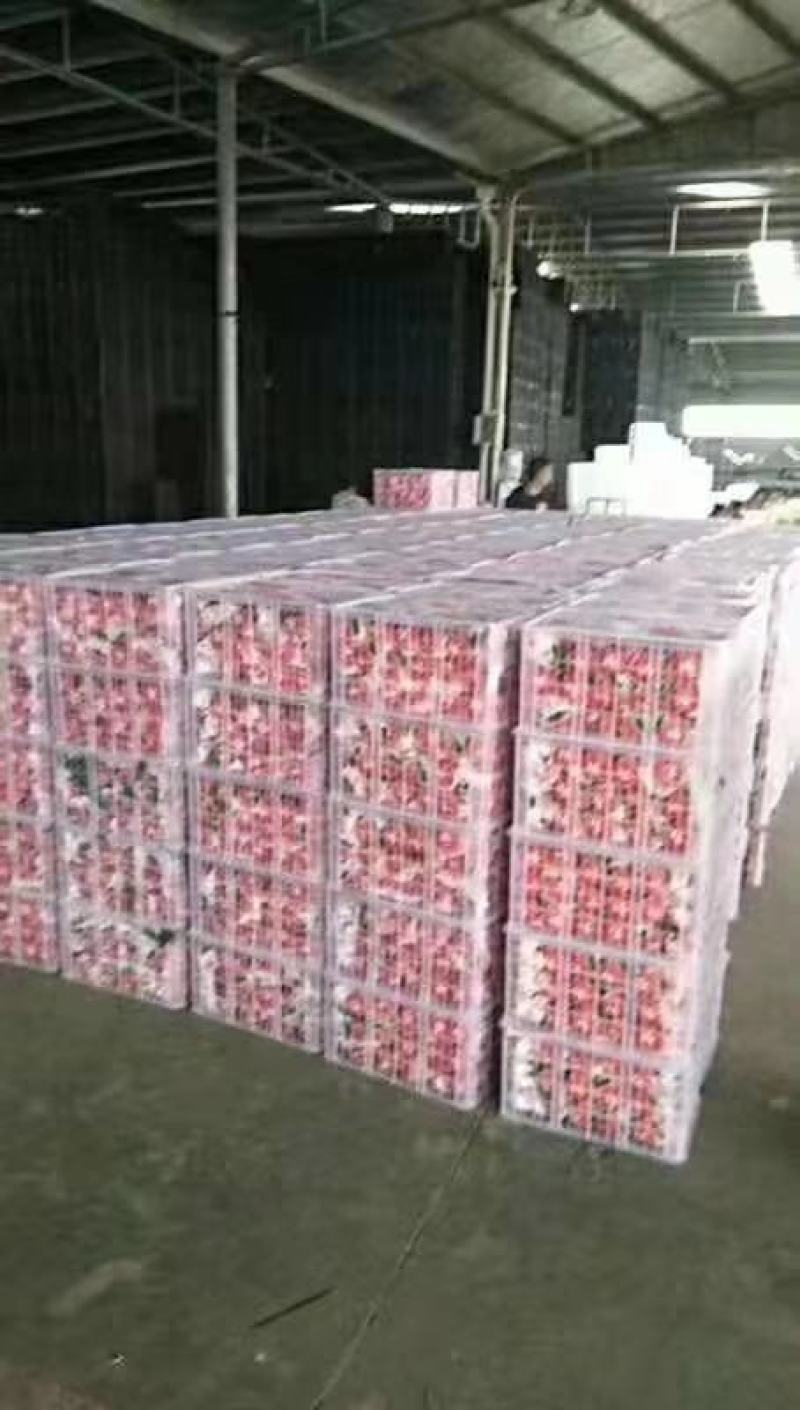 丑桔不知火丑八怪大量供应，货源充足，保质保量