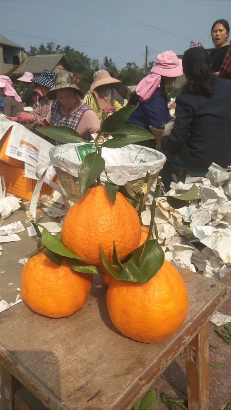 丑桔不知火丑八怪大量供应，货源充足，保质保量