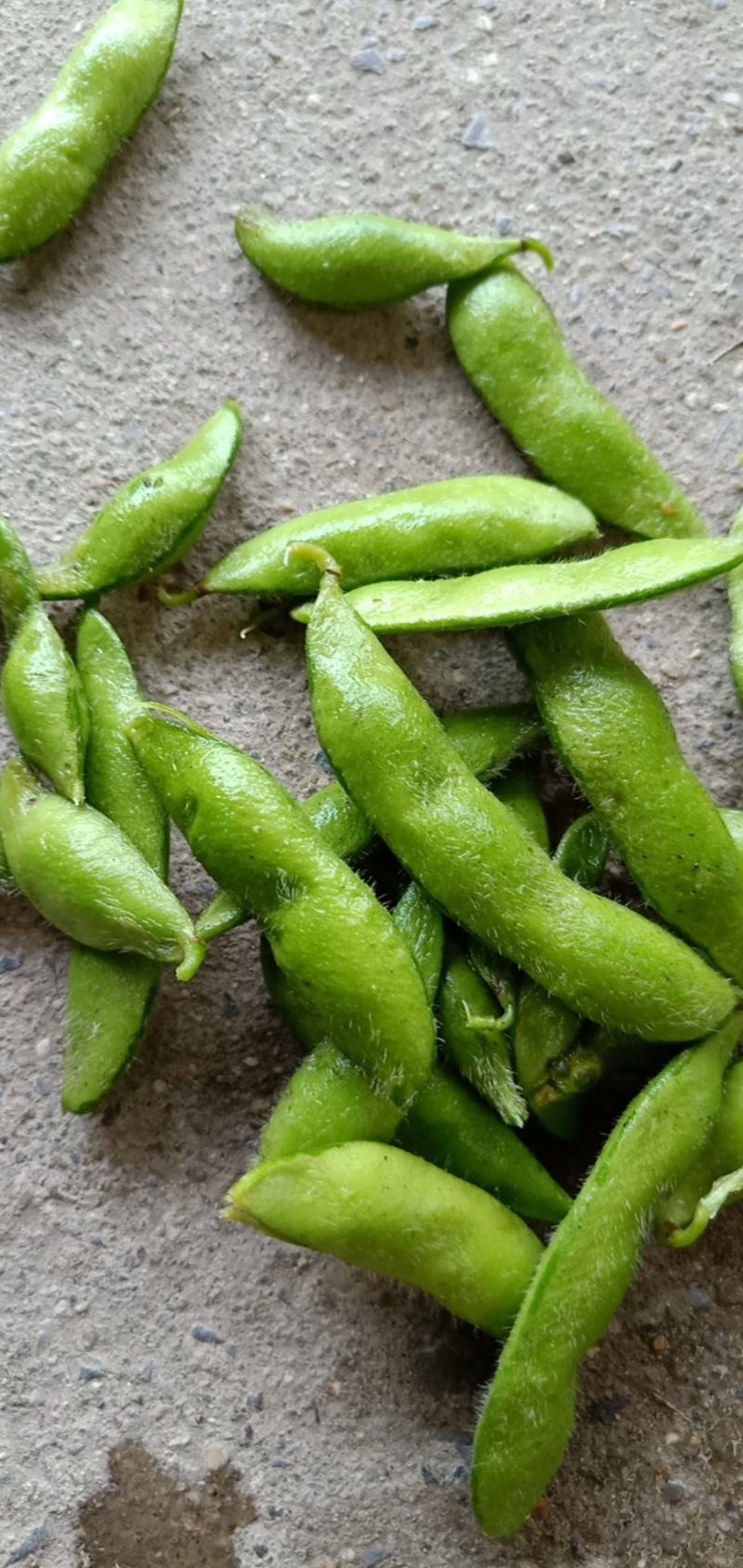 翠绿宝，早佳毛豆，9月寒