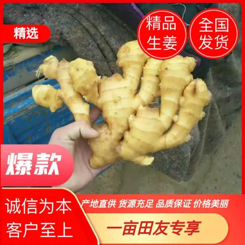 优质生姜大量上市，价格便宜，产地直销，保质保量，包产量