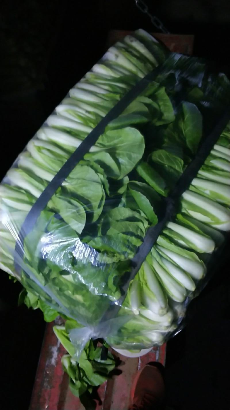 精品小白菜价格优惠！