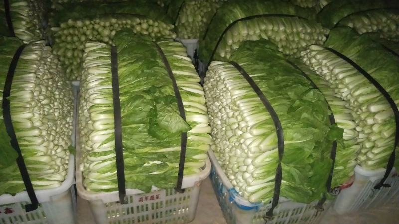 精品小白菜价格优惠！