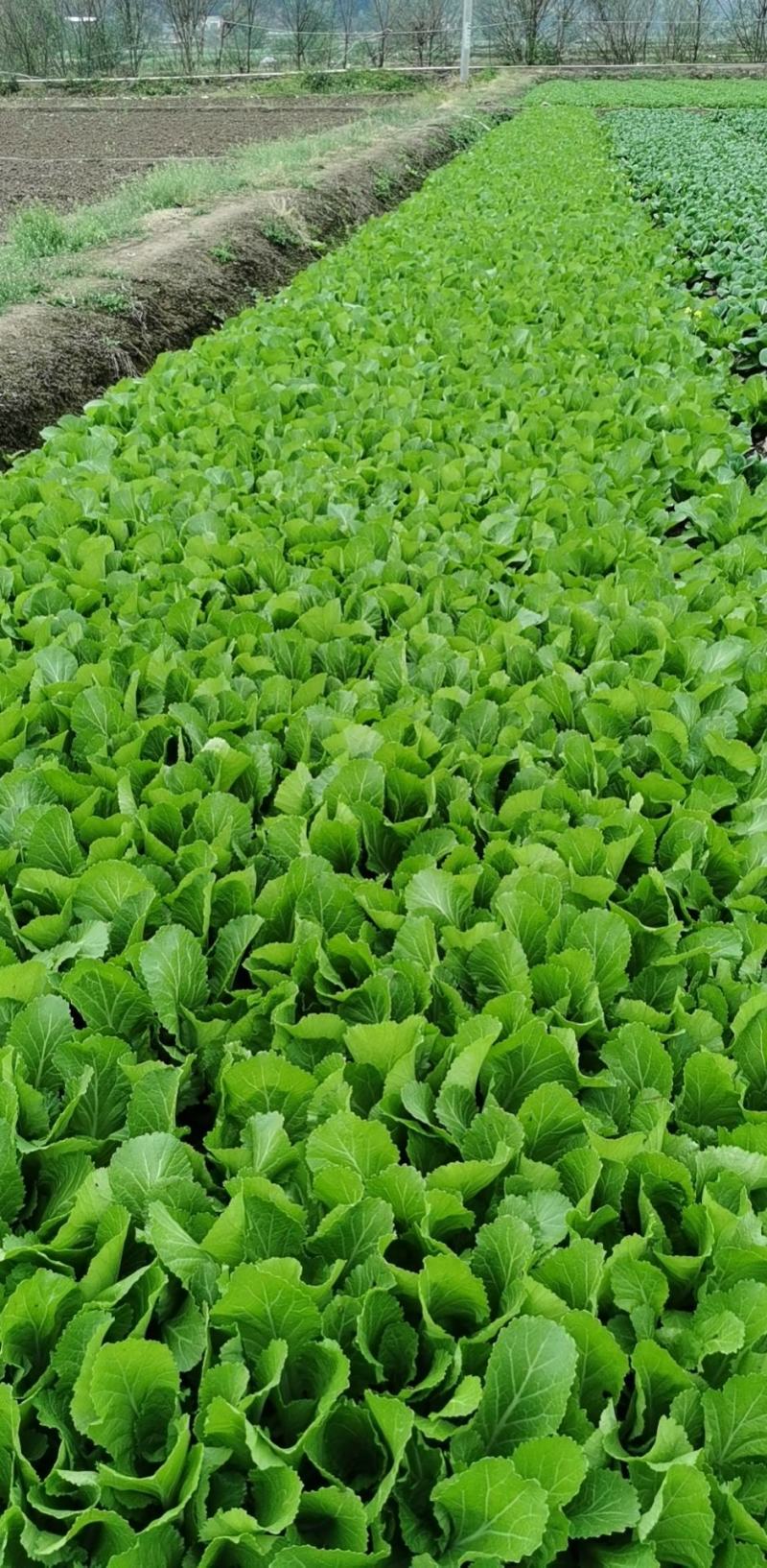 精品小白菜价格优惠！